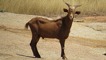 Projeto Rural Sustentável Caatinga (PRS Caatinga)