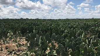 Proposal for Extending the Sustainable Rural Program to the Caatinga Biome